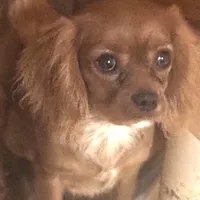 Rose bud, a female Cavalier King Charles Spaniel for sale in Seneca, IL – Photo 6 of 7