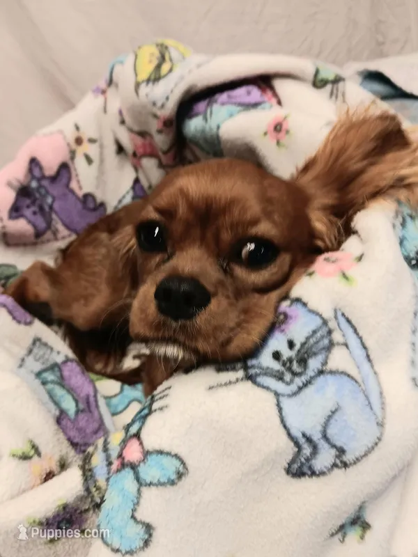 Rose bud – Cavalier King Charles Spaniel puppy for sale in Seneca, IL