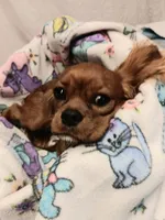 Rose bud, a female Cavalier King Charles Spaniel for sale in Seneca, IL – Photo 1 of 7