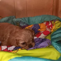 Rose bud, a female Cavalier King Charles Spaniel for sale in Seneca, IL – Photo 4 of 5