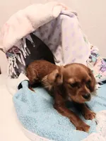 Rose bud, a female Cavalier King Charles Spaniel for sale in Seneca, IL – Photo 3 of 7