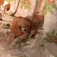 Rose bud, a female Cavalier King Charles Spaniel for sale in Seneca, IL – Photo 2 of 5