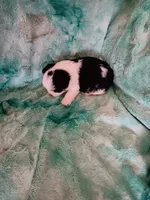 Coda, a male Shorkie for sale in Seneca, IL – 4 of 4