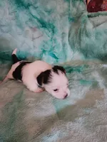 Scruggs, a male Shorkie for sale in Seneca, IL – 2 of 3