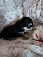 Ashe, a female Shorkie for sale in Seneca, IL – 2 of 3