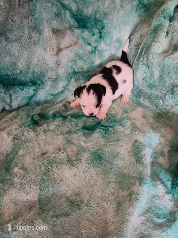 Scruggs – Shorkie puppy for sale in Seneca, IL