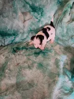 Scruggs, a male Shorkie for sale in Seneca, IL – 1 of 3