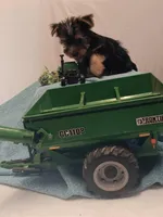 Blake, a male Yorkshire Terrier for sale in Seneca, IL – Photo 8 of 8