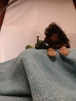 Blake, a male Yorkshire Terrier for sale in Seneca, IL – Photo 3 of 8