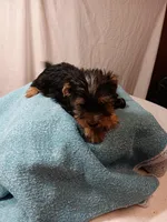 Blake, a male Yorkshire Terrier for sale in Seneca, IL – Photo 7 of 8