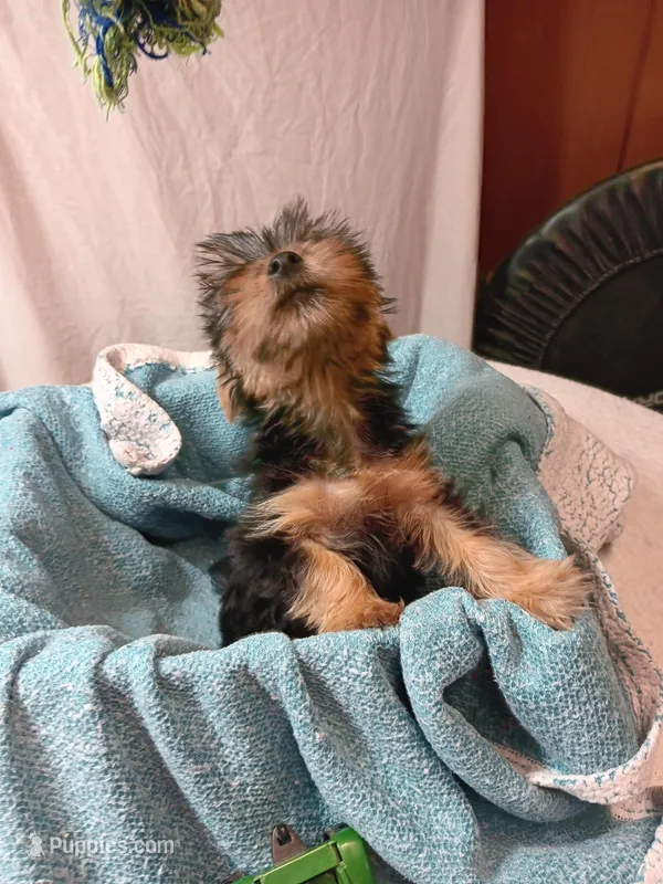 Blake – Yorkshire Terrier puppy for sale in Seneca, IL