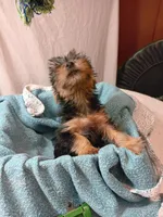 Blake, a male Yorkshire Terrier for sale in Seneca, IL – Photo 1 of 8