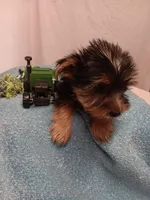 Blake, a male Yorkshire Terrier for sale in Seneca, IL – Photo 4 of 8