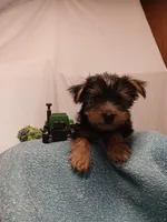 Blake, a male Yorkshire Terrier for sale in Seneca, IL – Photo 6 of 8