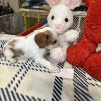 Prince william, a male Cavalier King Charles Spaniel for sale in Seneca, IL – Photo 4 of 5