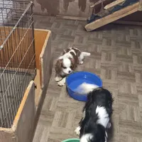 Prince william, a male Cavalier King Charles Spaniel for sale in Seneca, IL – Photo 3 of 5