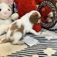 Prince william, a male Cavalier King Charles Spaniel for sale in Seneca, IL – Photo 5 of 5