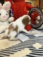 processed/ed64ed1e-a334-4495-a360-8d4e18784d2d/listing/aa8986d8-5dee-4155-8ffd-e90b4e83e927/99b5fc50-fba2-43d0-acc0-7f793594103b