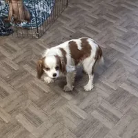 Prince william, a male Cavalier King Charles Spaniel for sale in Seneca, IL – Photo 1 of 5