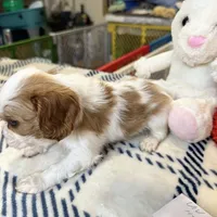 Prince william, a male Cavalier King Charles Spaniel for sale in Seneca, IL – Photo 2 of 5