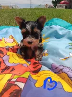 Bradley, a male Yorkshire Terrier for sale in Seneca, IL – 3 of 5