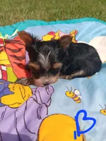 Bradley, a male Yorkshire Terrier for sale in Seneca, IL – 5 of 5