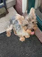 Bear, a male Yorkshire Terrier for sale in Seneca, IL – 2 of 4