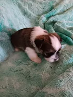 Jax, a male Shorkie for sale in Seneca, IL – 3 of 3