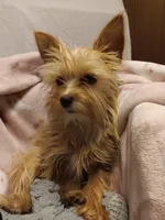 Blondie, a female Yorkshire Terrier for sale in Seneca, IL – Photo 10 of 10