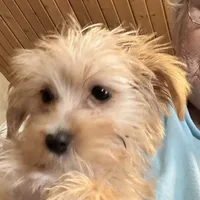 Blondie, a female Yorkshire Terrier for sale in Seneca, IL – Photo 7 of 10