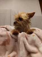 Blondie, a female Yorkshire Terrier for sale in Seneca, IL – Photo 4 of 10