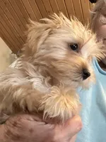 Blondie, a female Yorkshire Terrier for sale in Seneca, IL – Photo 3 of 7