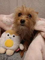 Blondie, a female Yorkshire Terrier for sale in Seneca, IL – Photo 6 of 10