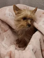 Blondie, a female Yorkshire Terrier for sale in Seneca, IL – Photo 2 of 10