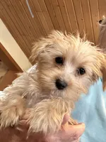 Blondie, a female Yorkshire Terrier for sale in Seneca, IL – Photo 6 of 7