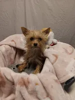 Blondie, a female Yorkshire Terrier for sale in Seneca, IL – Photo 8 of 10