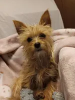 Blondie, a female Yorkshire Terrier for sale in Seneca, IL – Photo 1 of 10