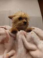 Blondie, a female Yorkshire Terrier for sale in Seneca, IL – Photo 5 of 10