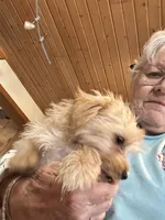 Blondie, a female Yorkshire Terrier for sale in Seneca, IL – Photo 5 of 7