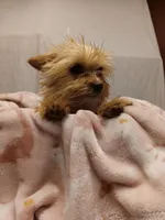 Blondie, a female Yorkshire Terrier for sale in Seneca, IL – Photo 3 of 10