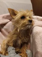 Blondie, a female Yorkshire Terrier for sale in Seneca, IL – Photo 9 of 10