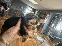 Button, a male Yorkshire Terrier for sale in Seneca, IL – Photo 3 of 3