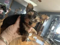 Button, a male Yorkshire Terrier for sale in Seneca, IL – Photo 1 of 3