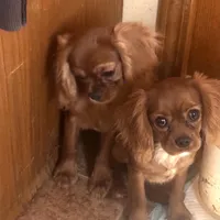 Little petal, a female Cavalier King Charles Spaniel for sale in Seneca, IL – Photo 2 of 8