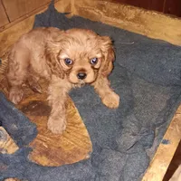 Little petal, a female Cavalier King Charles Spaniel for sale in Seneca, IL – Photo 7 of 8