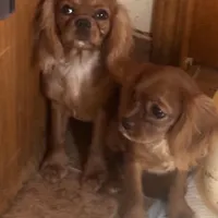 Little petal, a female Cavalier King Charles Spaniel for sale in Seneca, IL – Photo 3 of 8