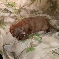 Little petal, a female Cavalier King Charles Spaniel for sale in Seneca, IL – Photo 6 of 8