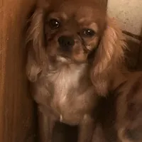 Little petal, a female Cavalier King Charles Spaniel for sale in Seneca, IL – Photo 1 of 8