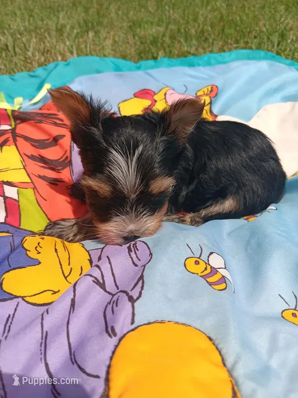 Bradley – Yorkshire Terrier puppy for sale in Seneca, IL