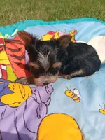 Bradley, a male Yorkshire Terrier for sale in Seneca, IL – 1 of 5